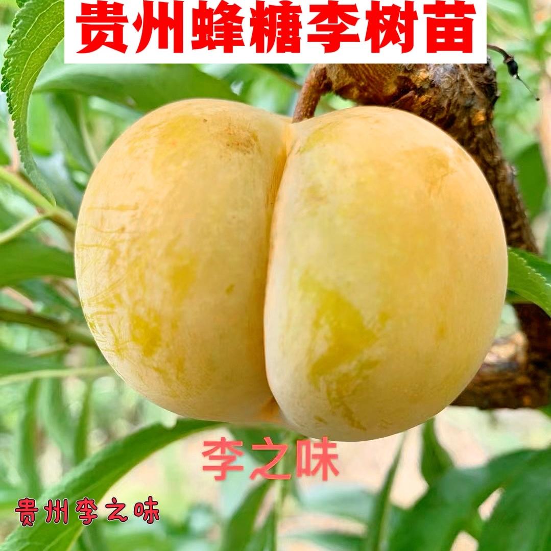 夏姐蜂糖李-李之味