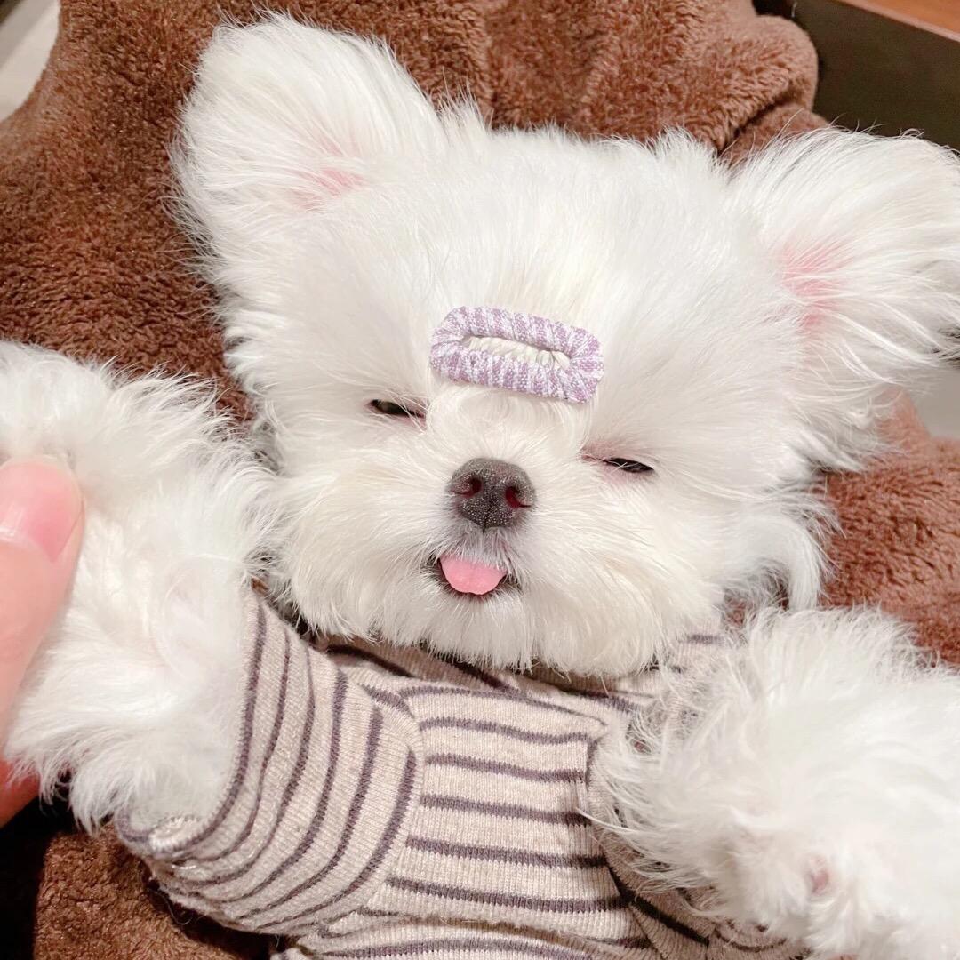 喜欢小狗狗