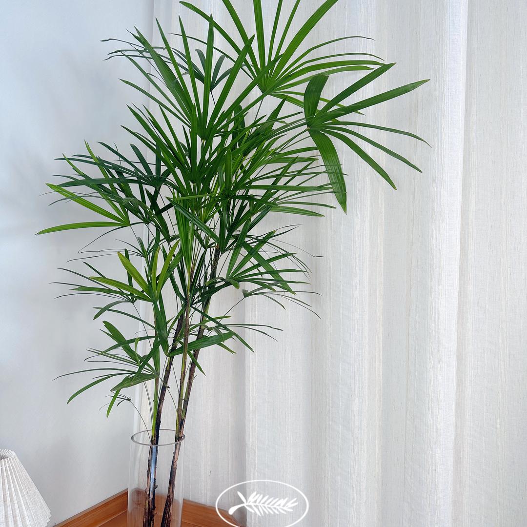 繁花说Green plants