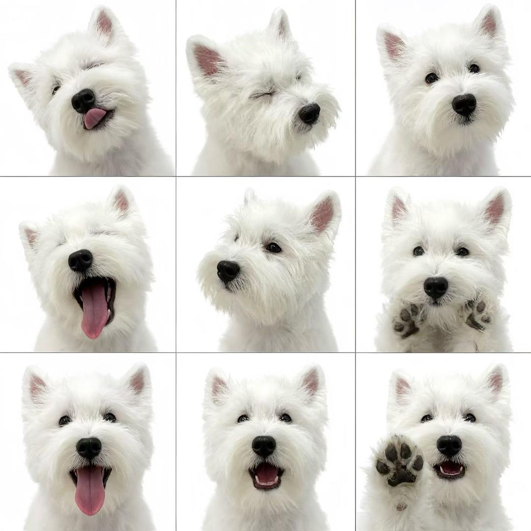 西高地犬舍基地