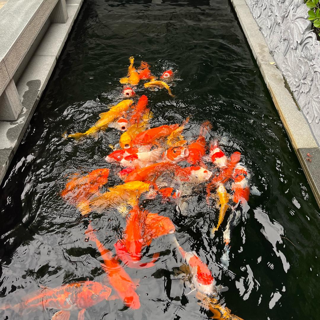 皇玛之家蔡蔡