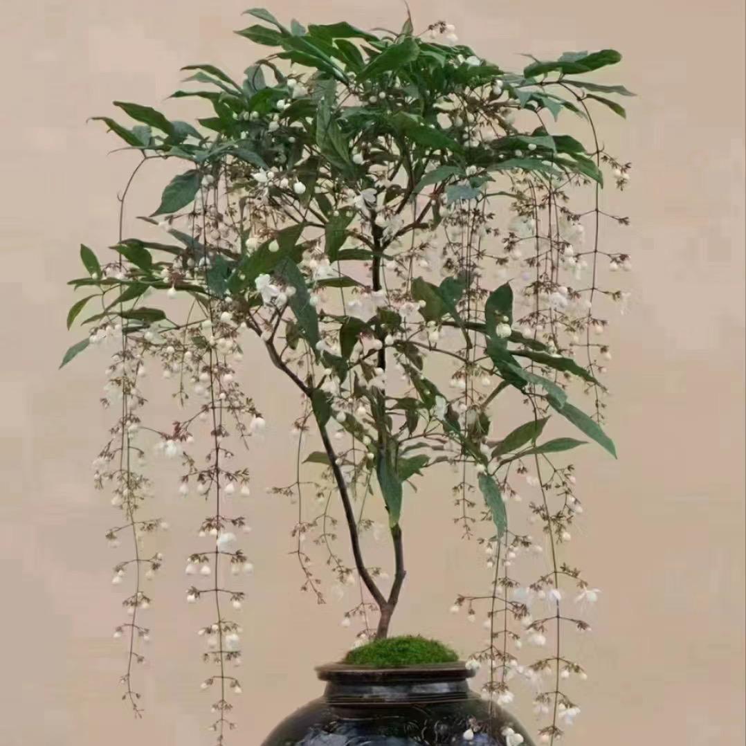 晓雯花卉