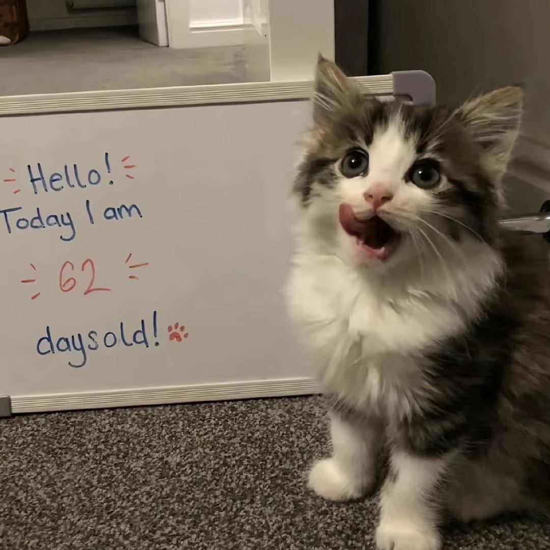 手机可真好玩啊