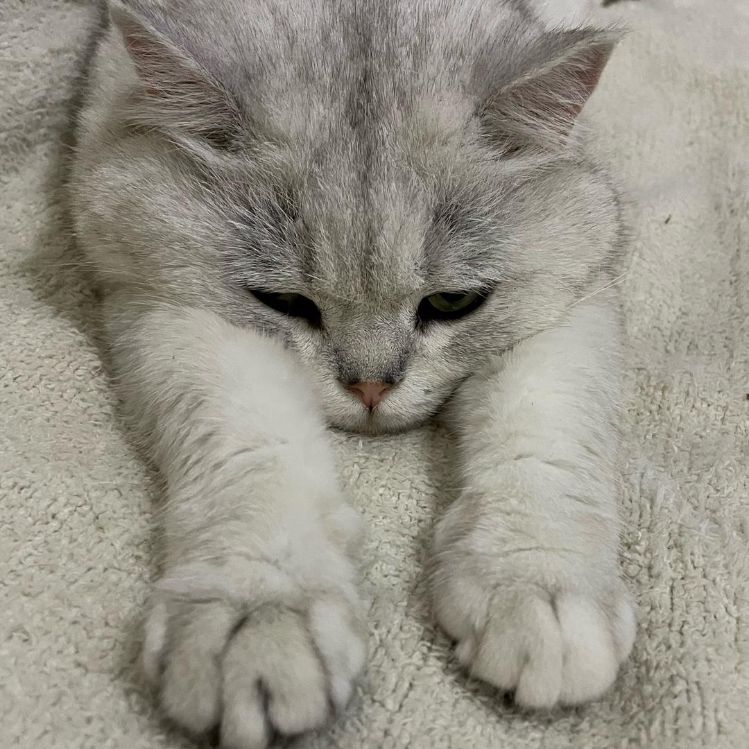 🌈三月是只猫