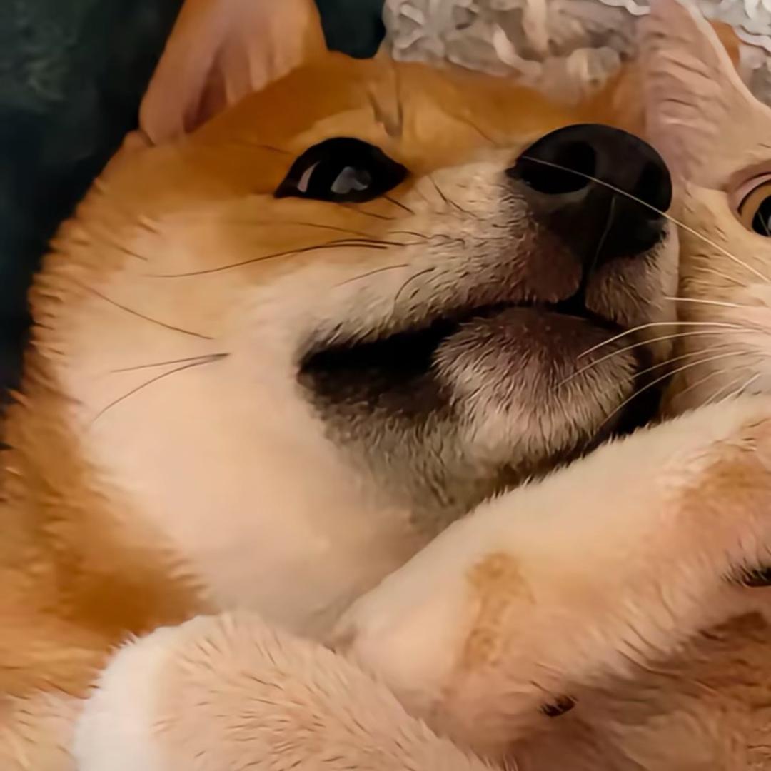 冷高