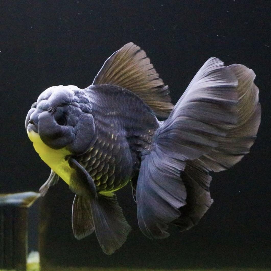 泡泡金鱼臻选店