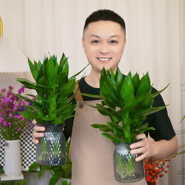 青杨园艺绿植