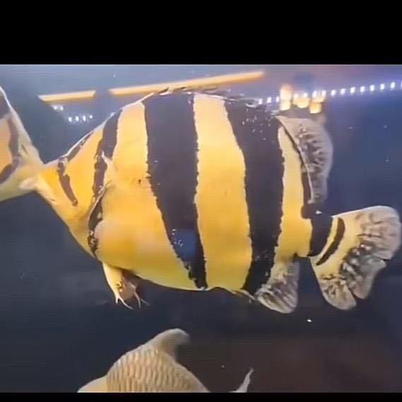 🐲🐯🐟