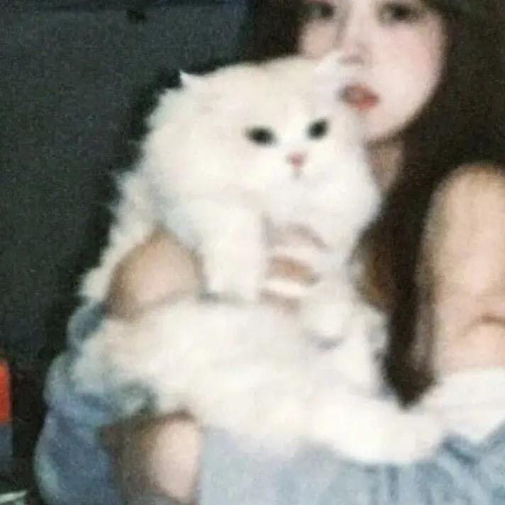 猫猫_🐆