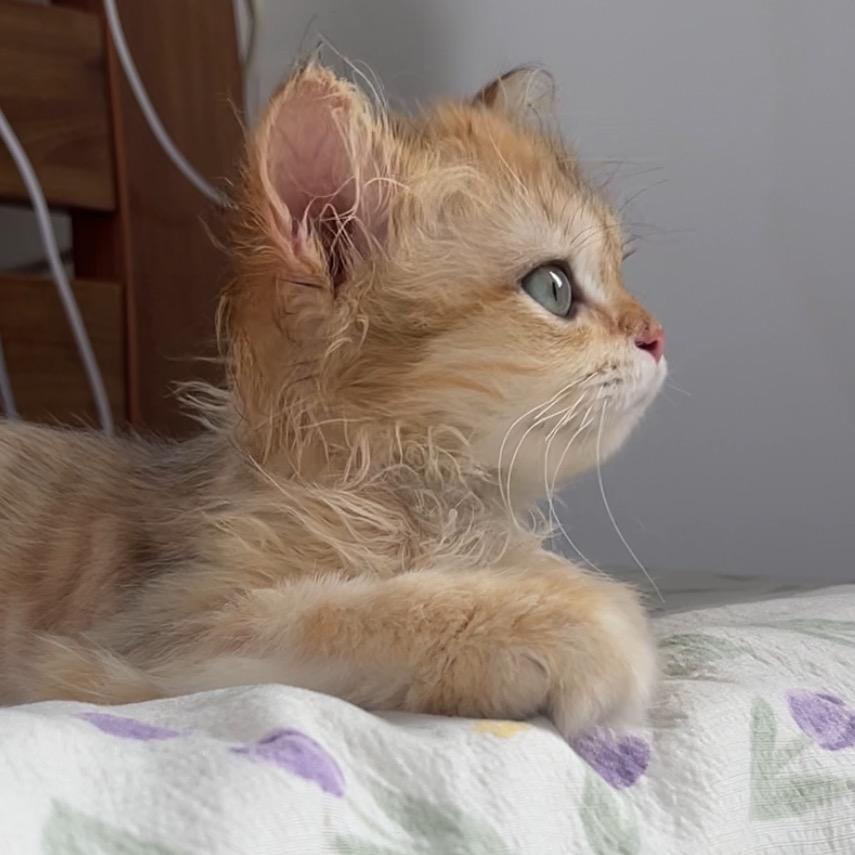 七七（流浪猫）