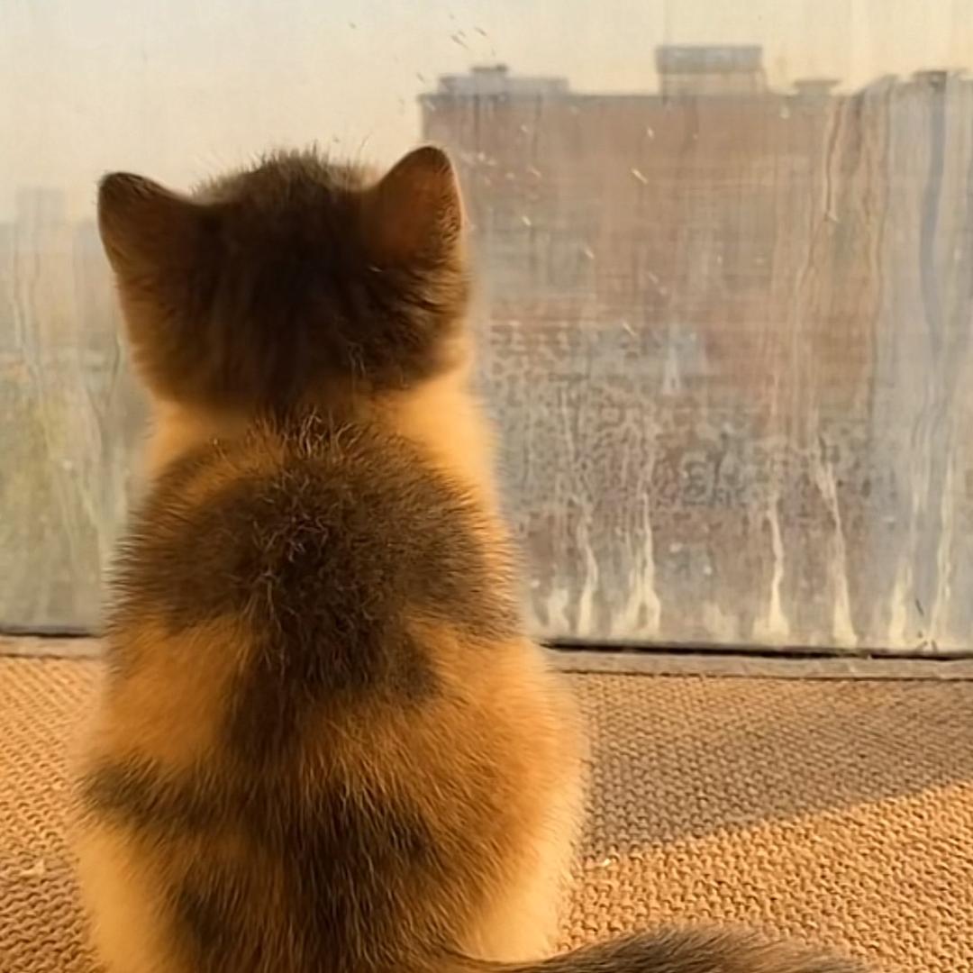 努力猫meme