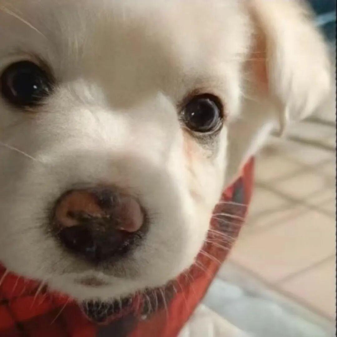 小沈不爱吃苦瓜