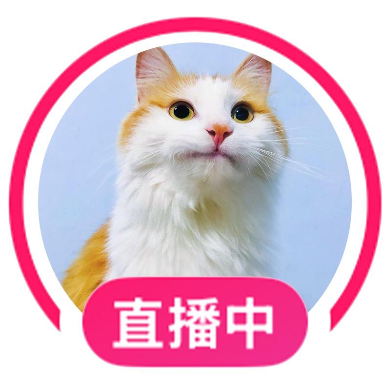 球球是一只猫🥦ᴿᙆ