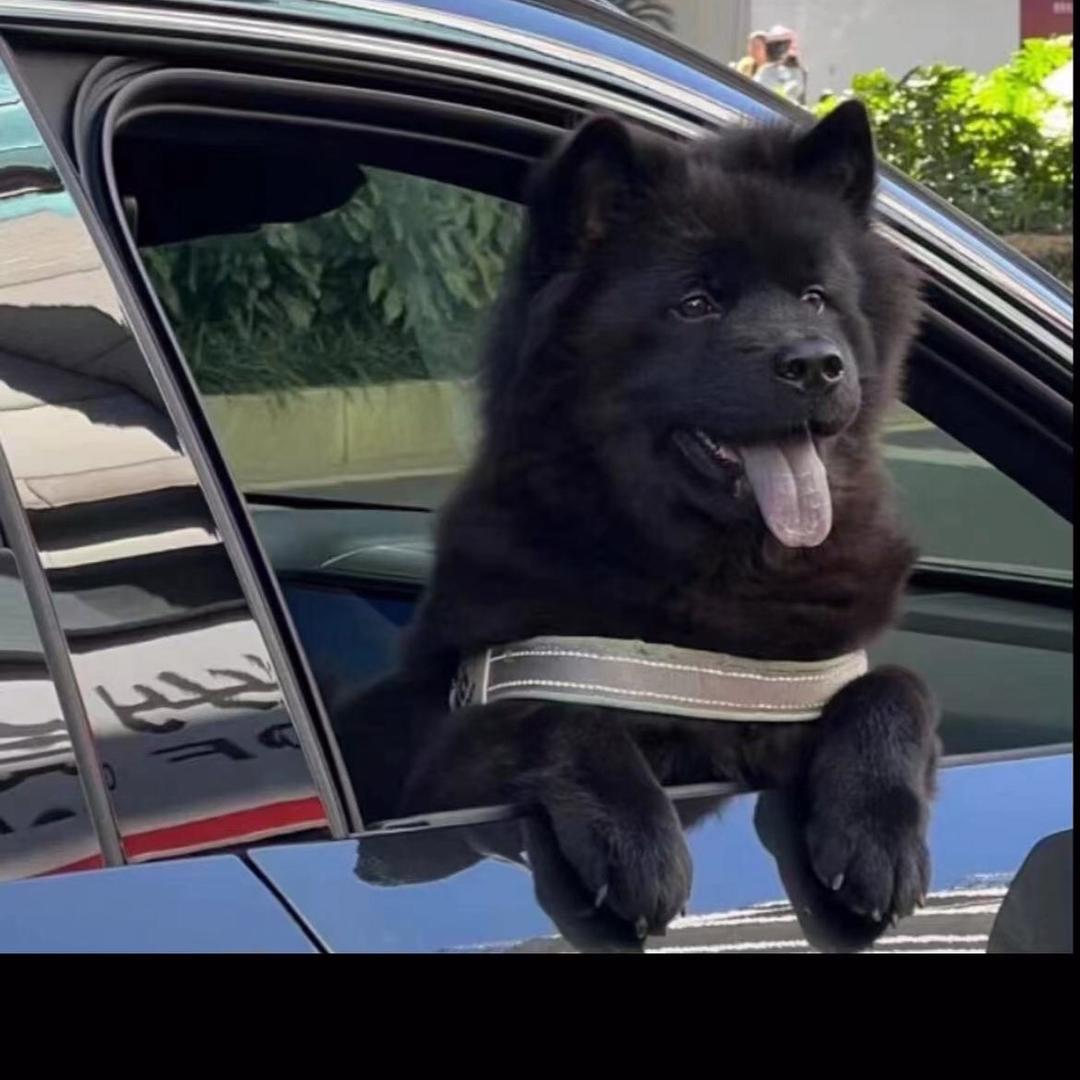 国犬中华田园犬