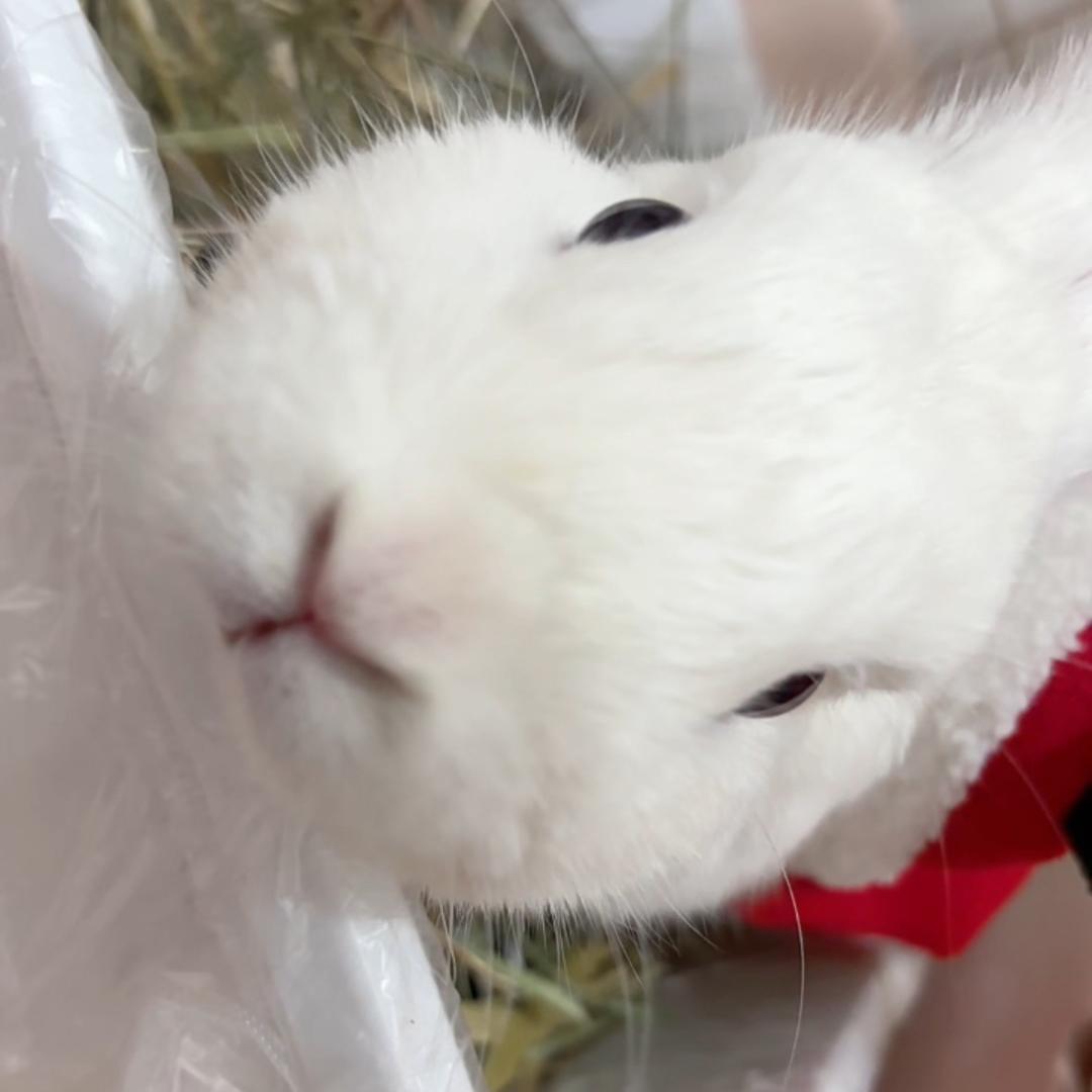 球🐰琪🐰