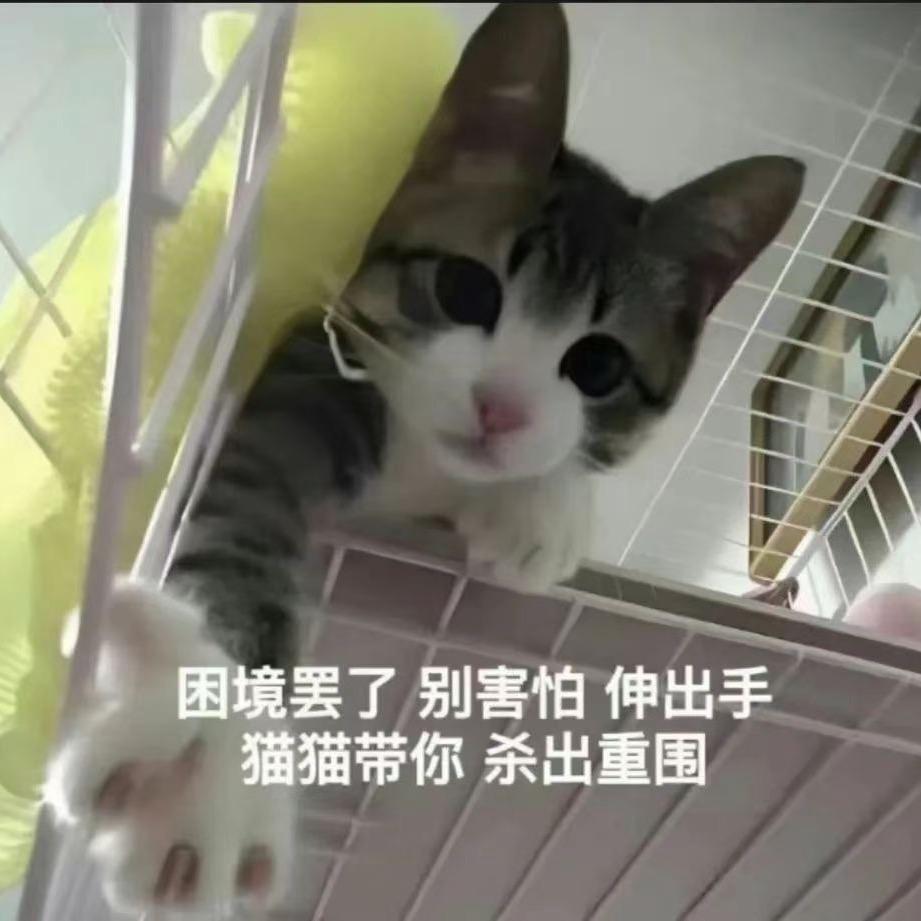 一只喵