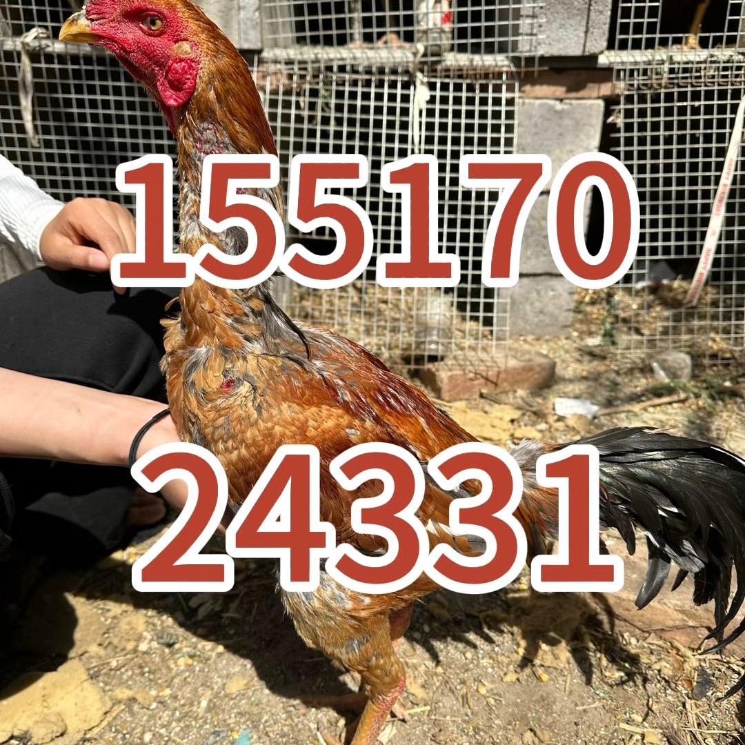 越缅中泰（精品斗鸡养殖）