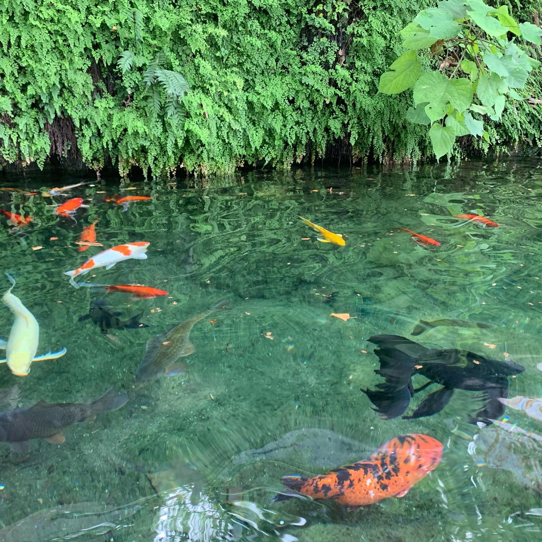 橘子汽水🍊🍊