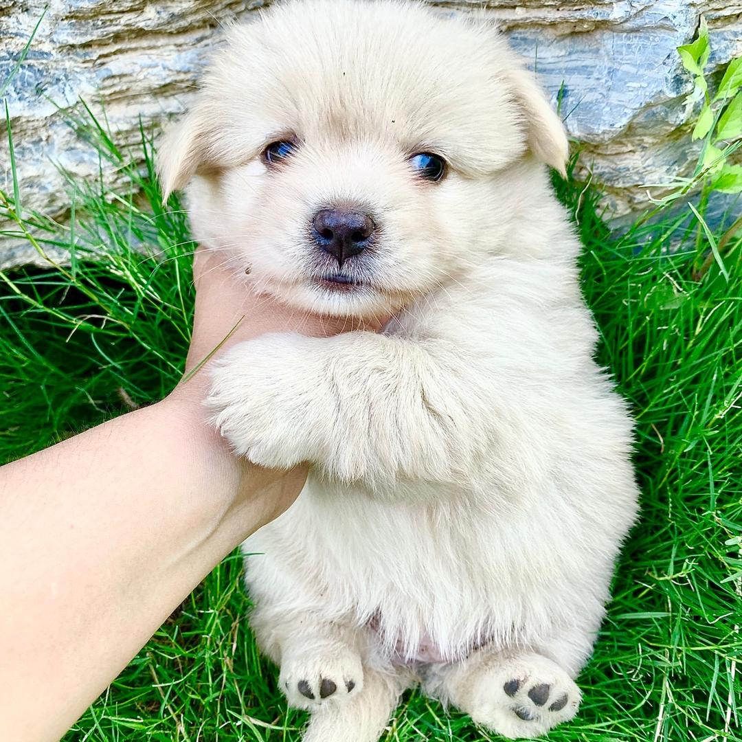 家有饿犬