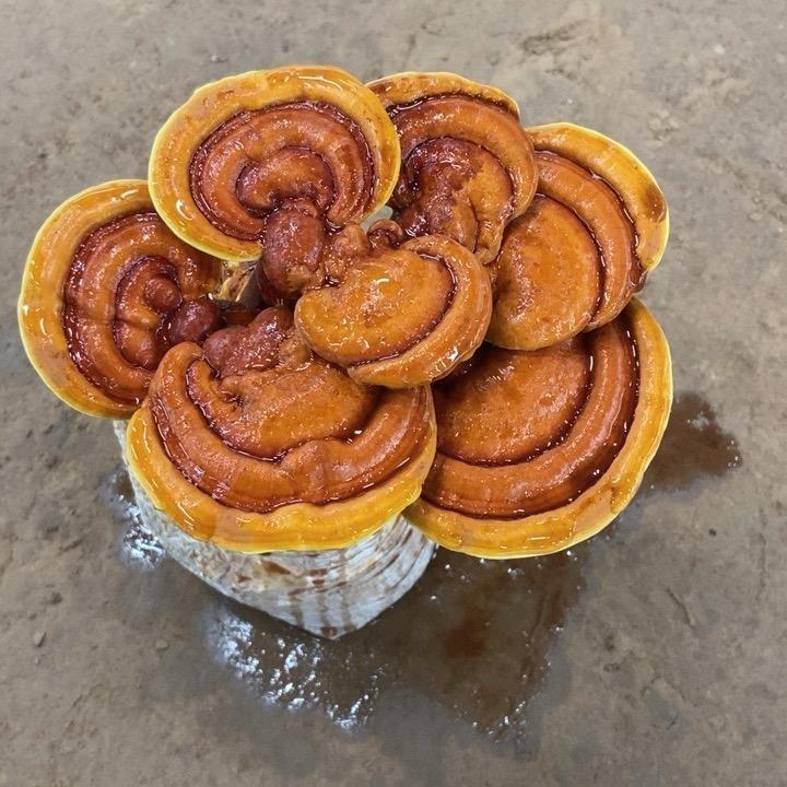 优芝美园艺