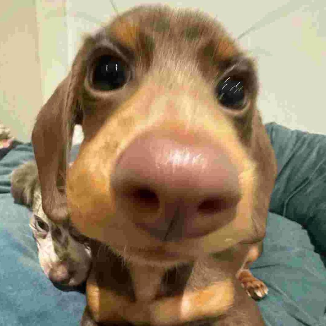 被核桃夹过的门