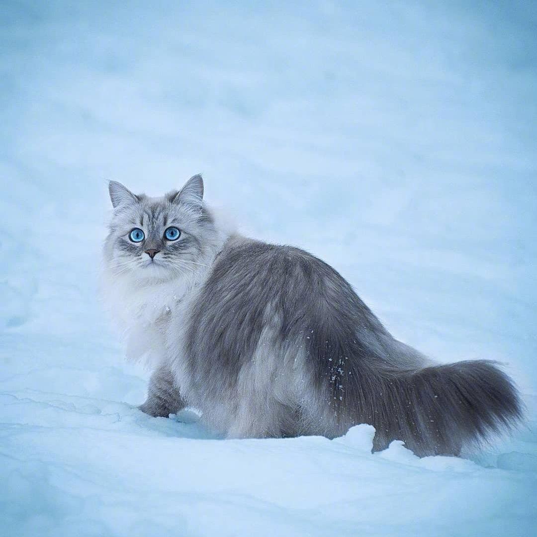 💕Echo💕