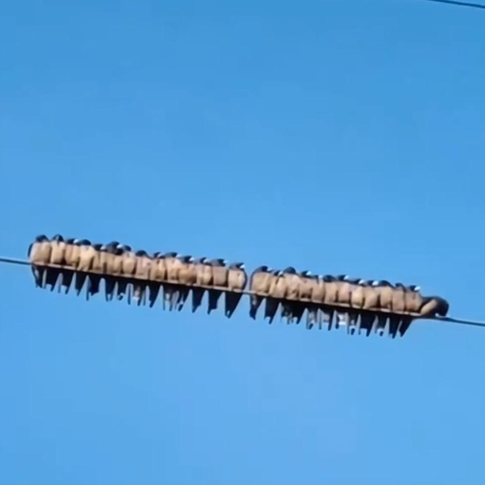 八哥 、蛋蛋