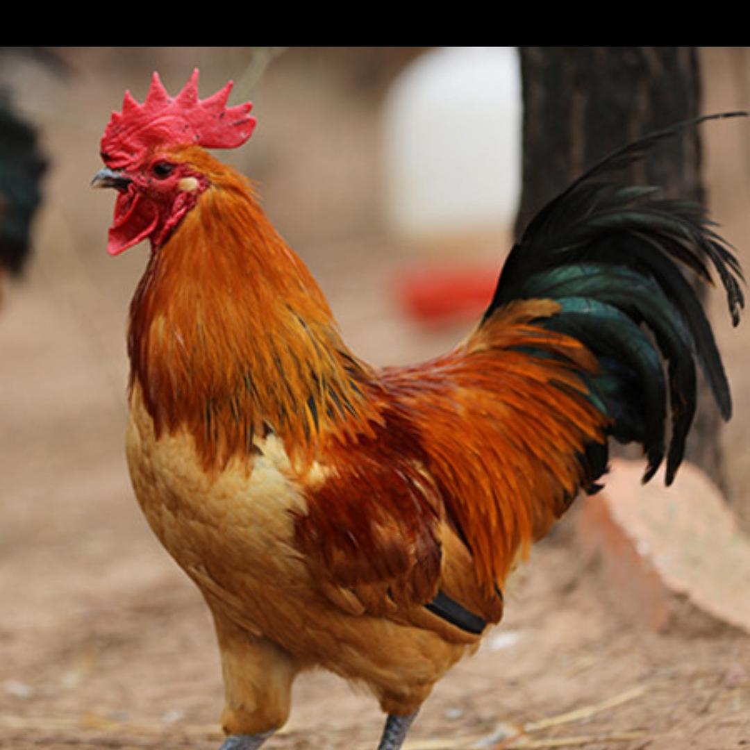 (ღ˘柴鸡养殖˘ღ)