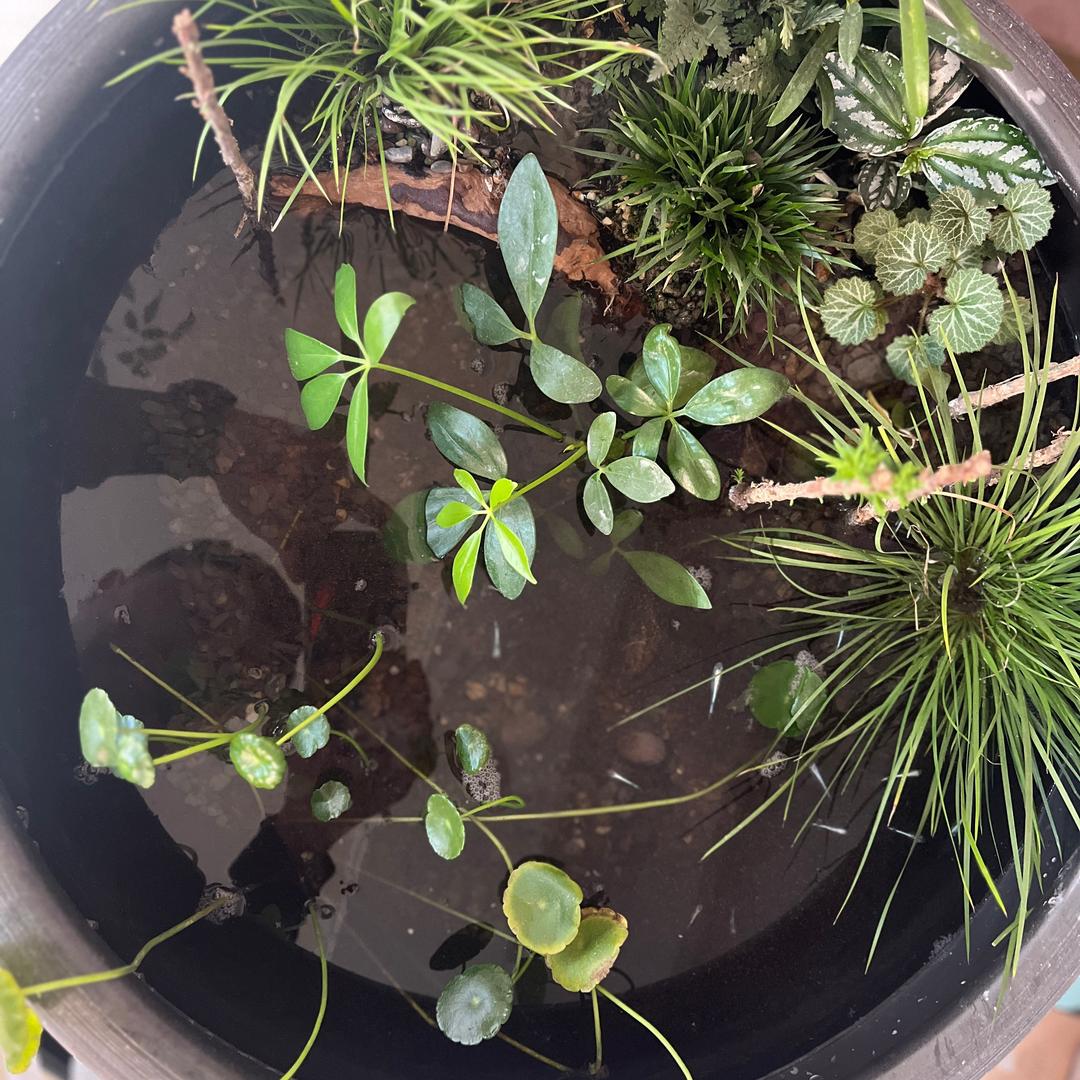 农村娃儿有个梦