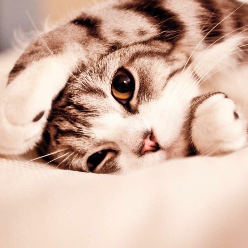 胖头鱼不胖