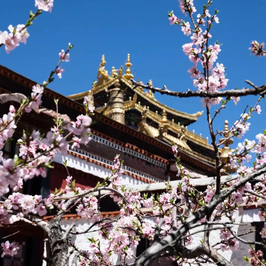 雪莲花🪷