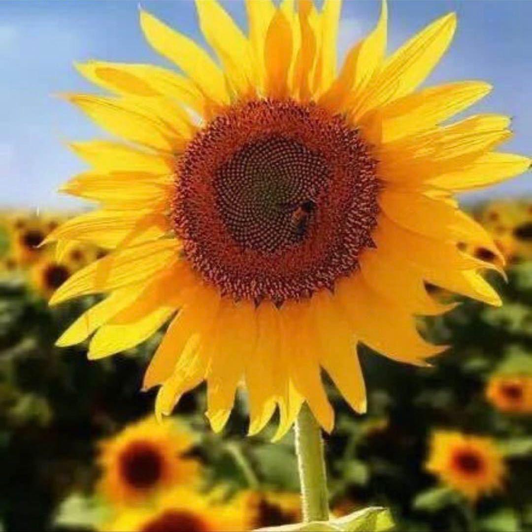 向日葵🌻