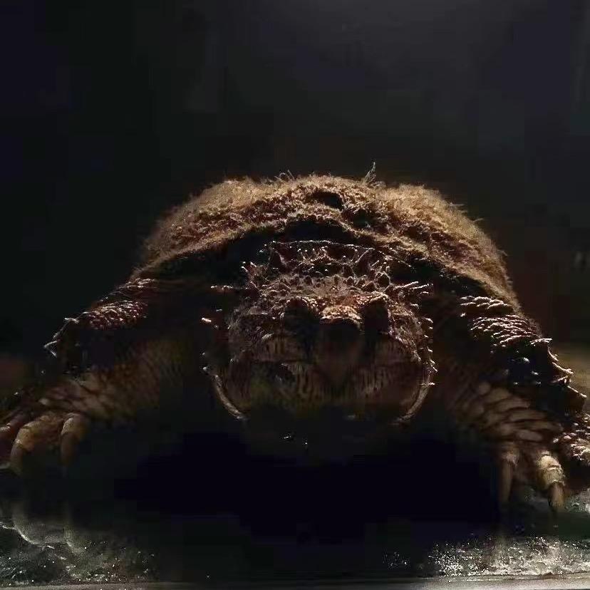 丹丹纯宠养殖场