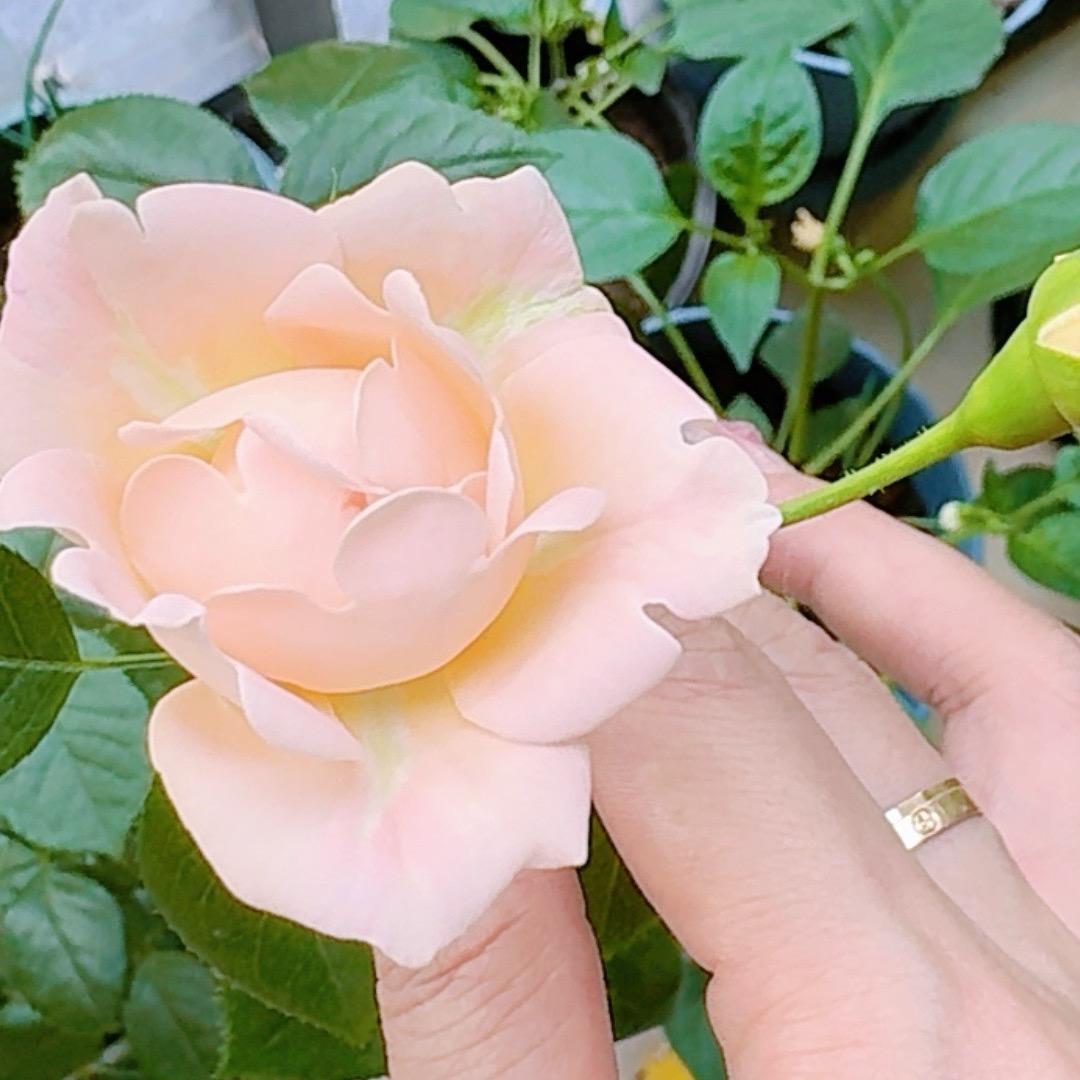 SCJY 🌹