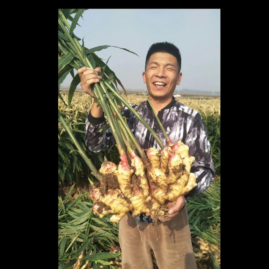 绿威特农业～大龙