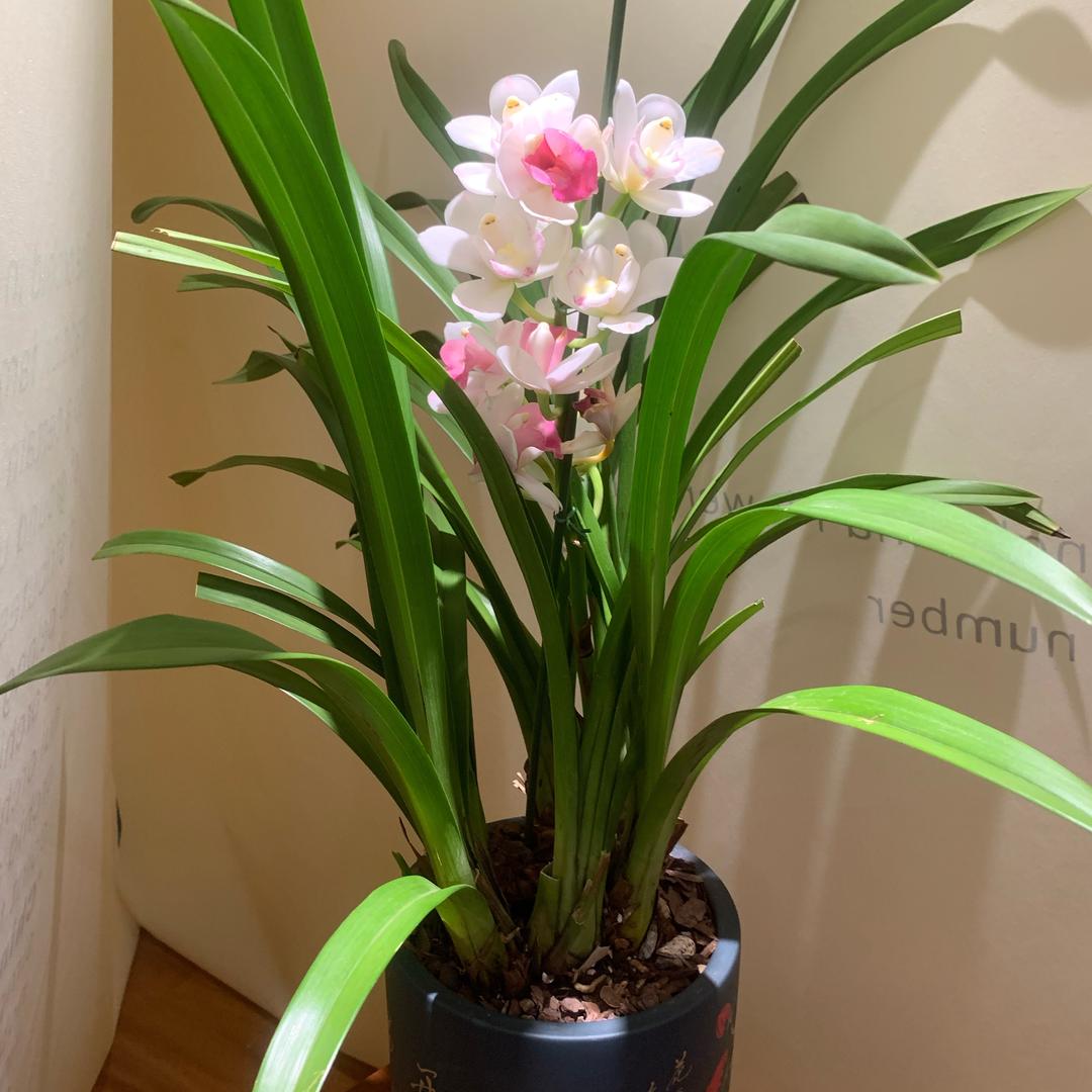 🌾小莲🏄‍♀️