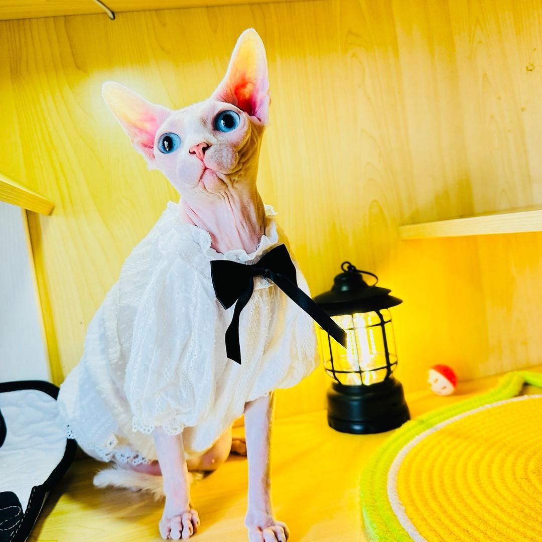 田三岁的无毛猫