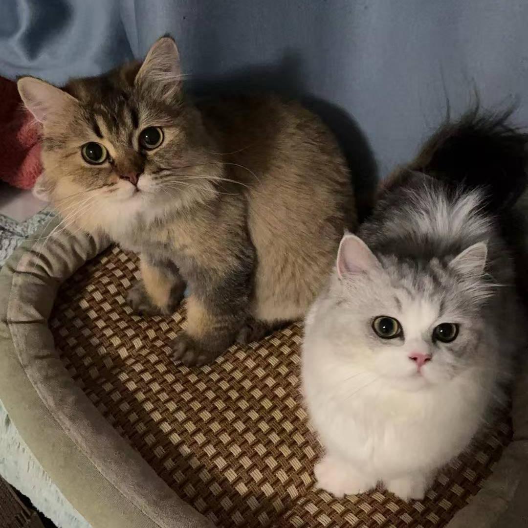 华梦霞思霞梦华