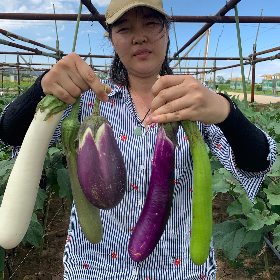 南沙种子农资