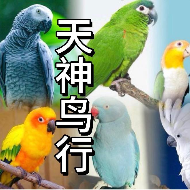 天神鸟行鹦鹉养殖场1