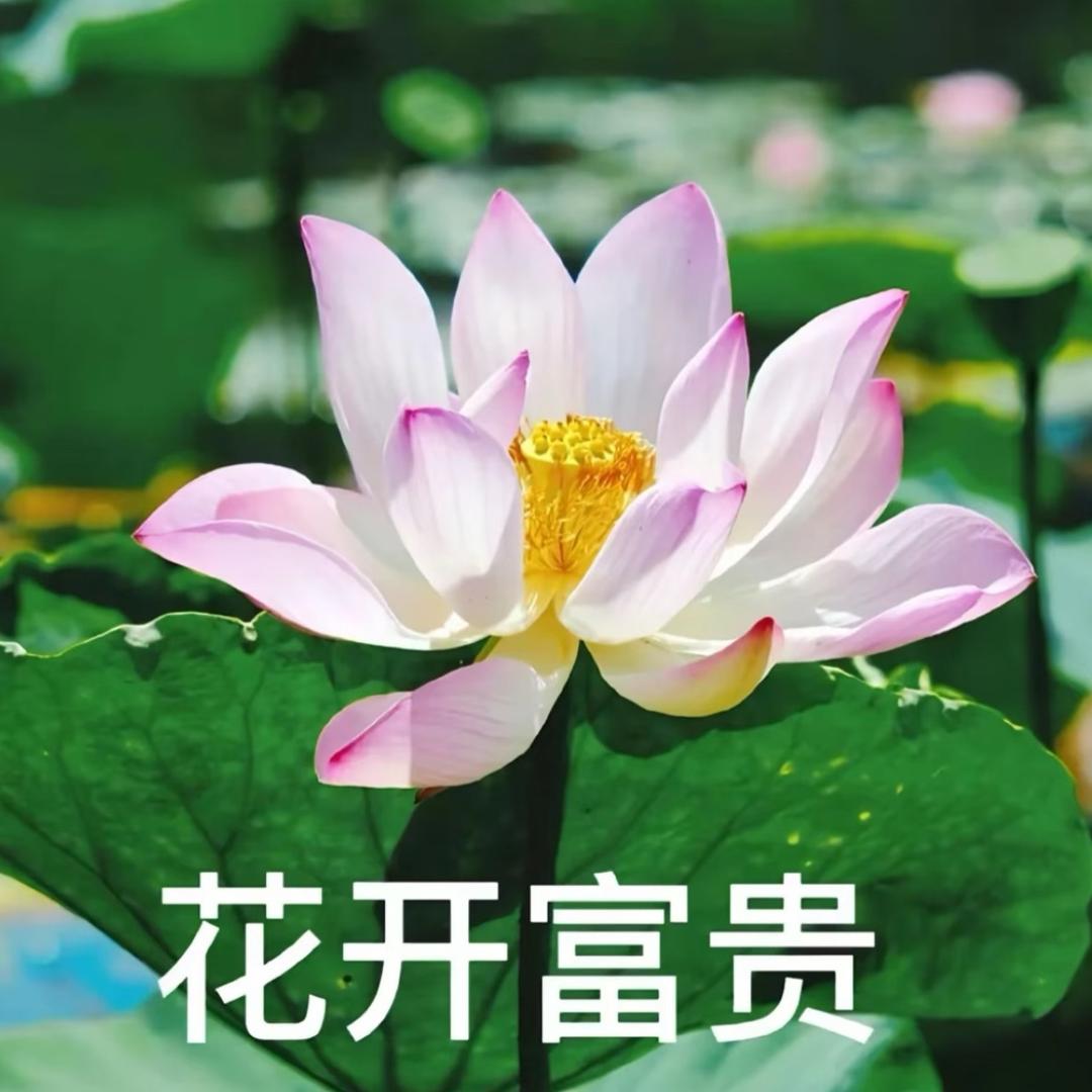 🌸花开富贵.🌸