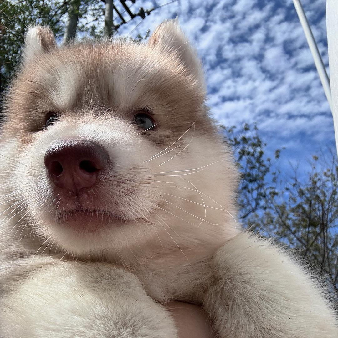 星际精灵蓝多多