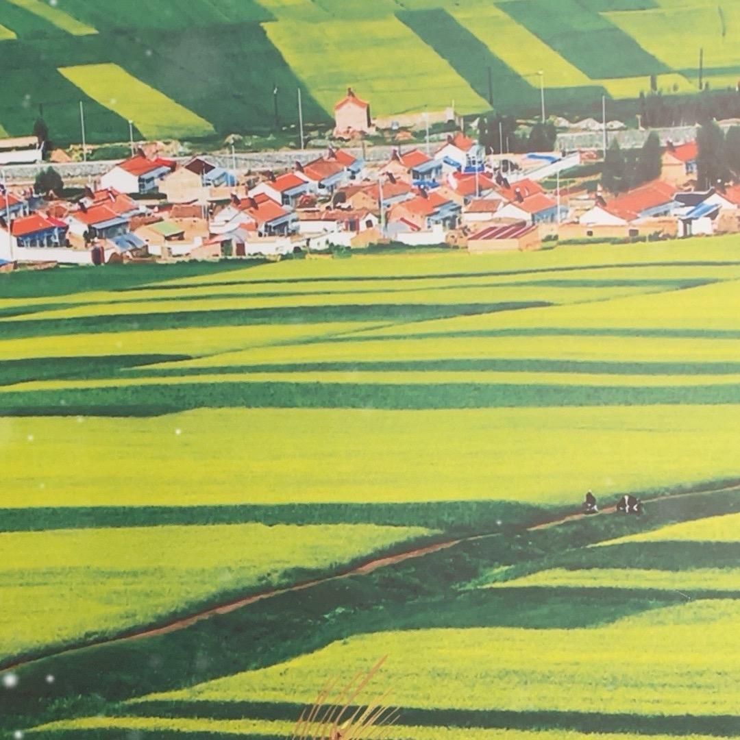 青海门源小菜籽油