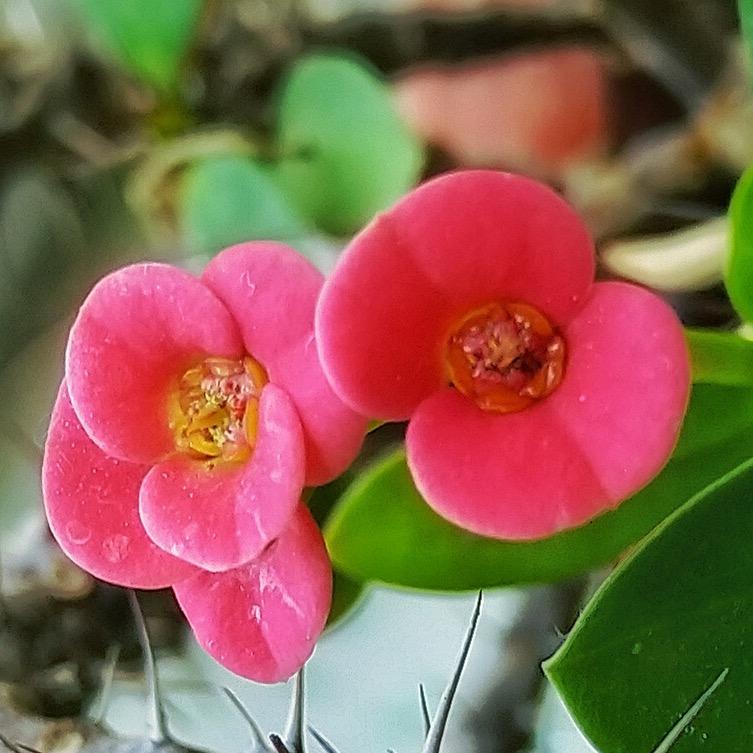 顺馨小菜园