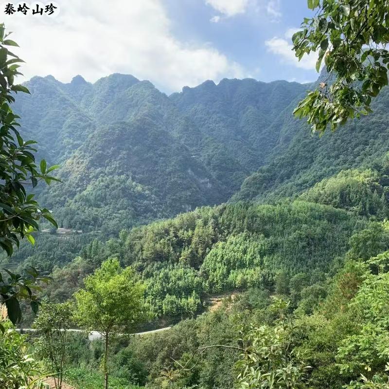 九禾沅