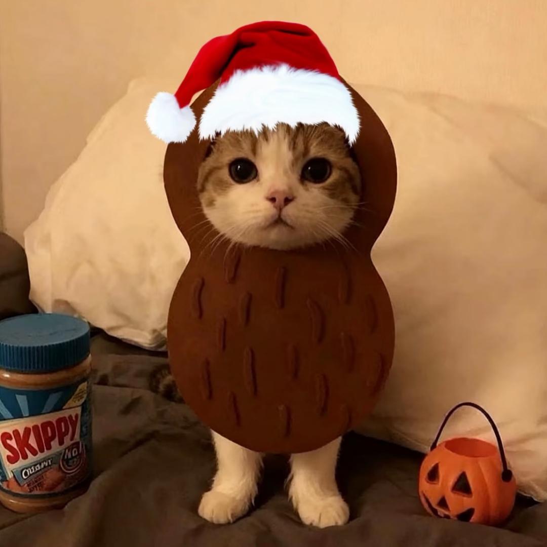 仓鼠语