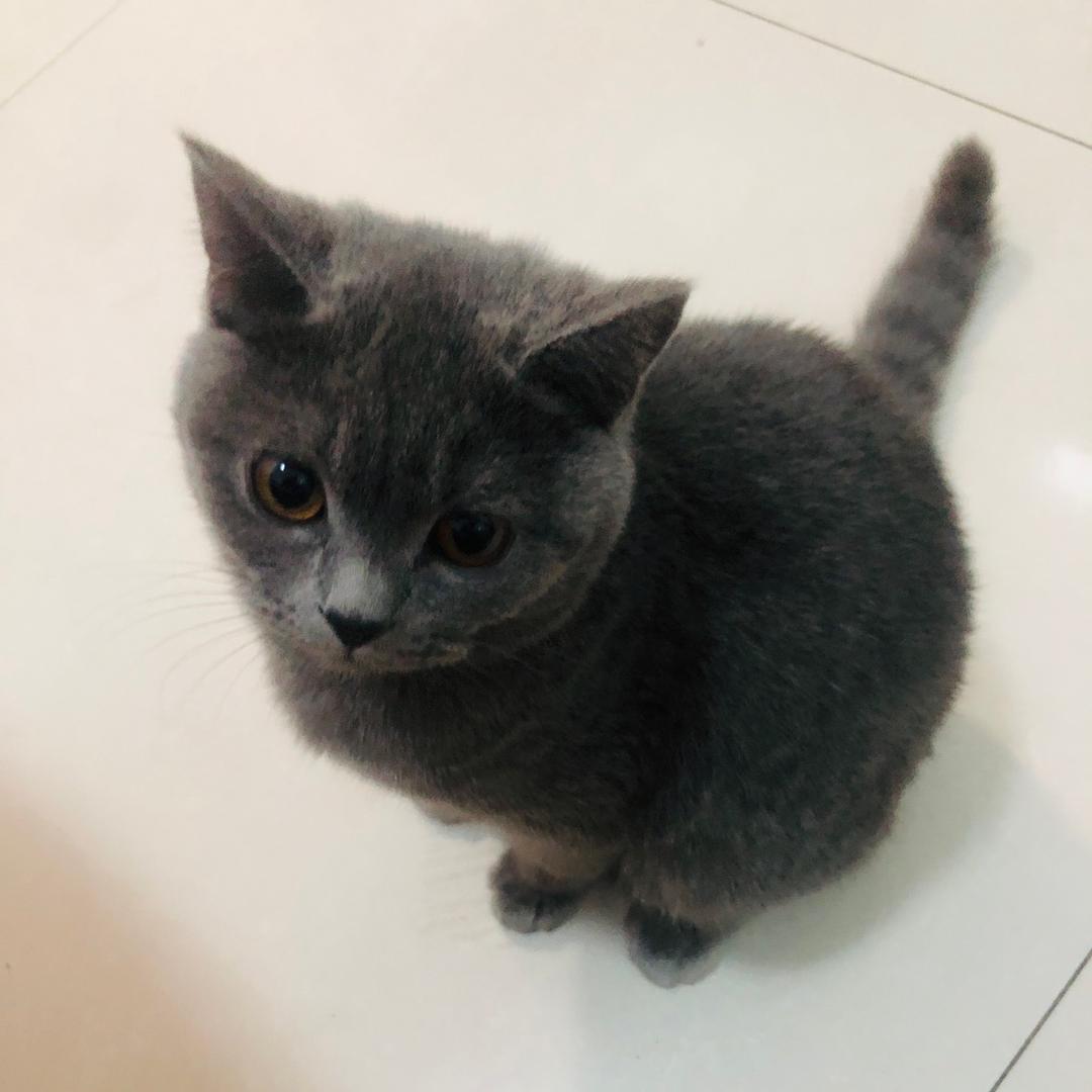 水果蓝梅🐈