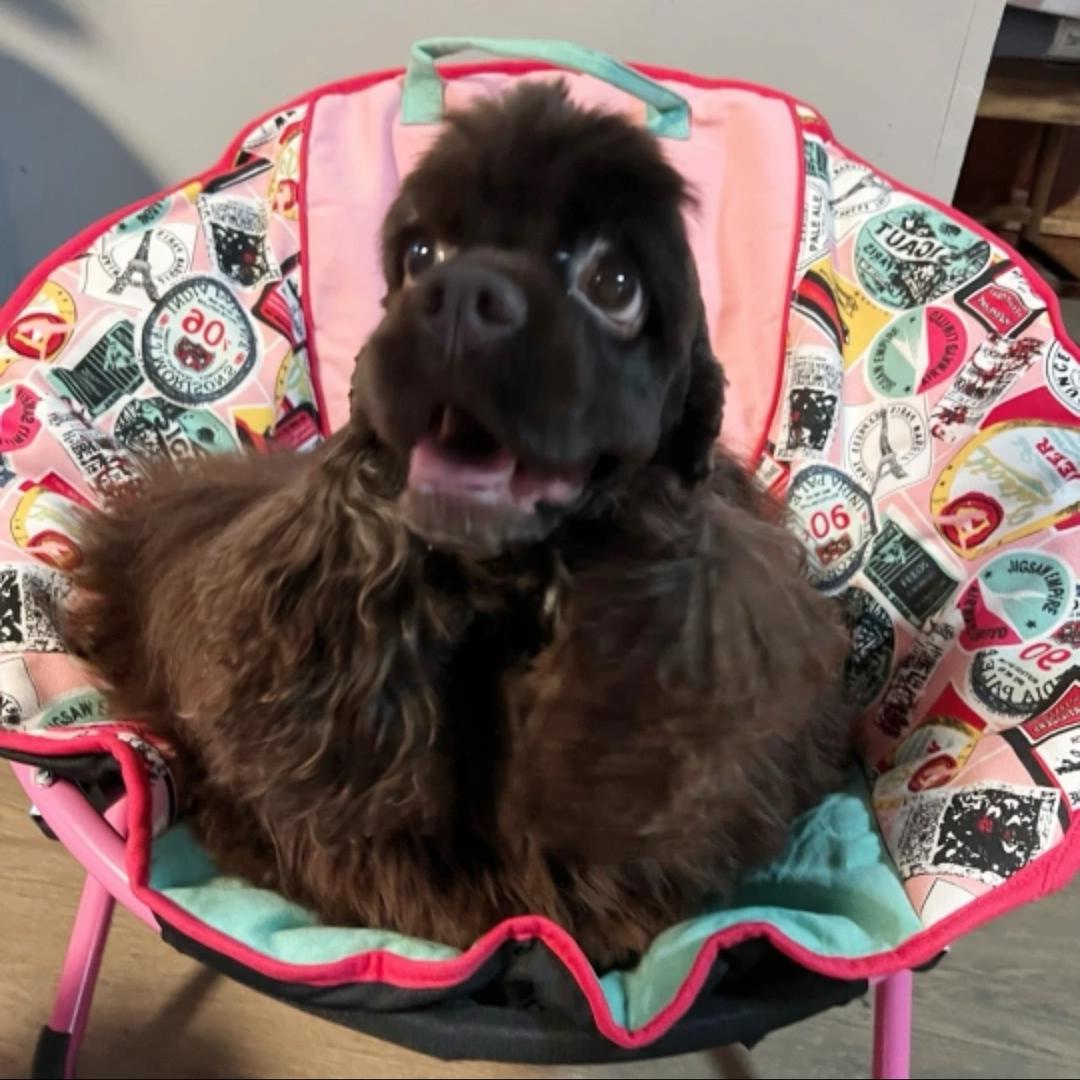 上海云朵美卡犬舍FDmama