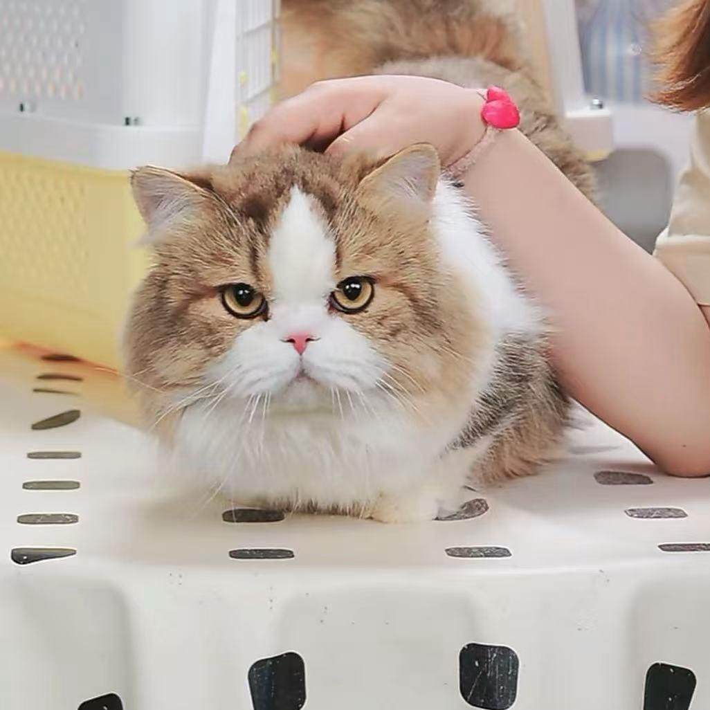 『猫矮油米努特』