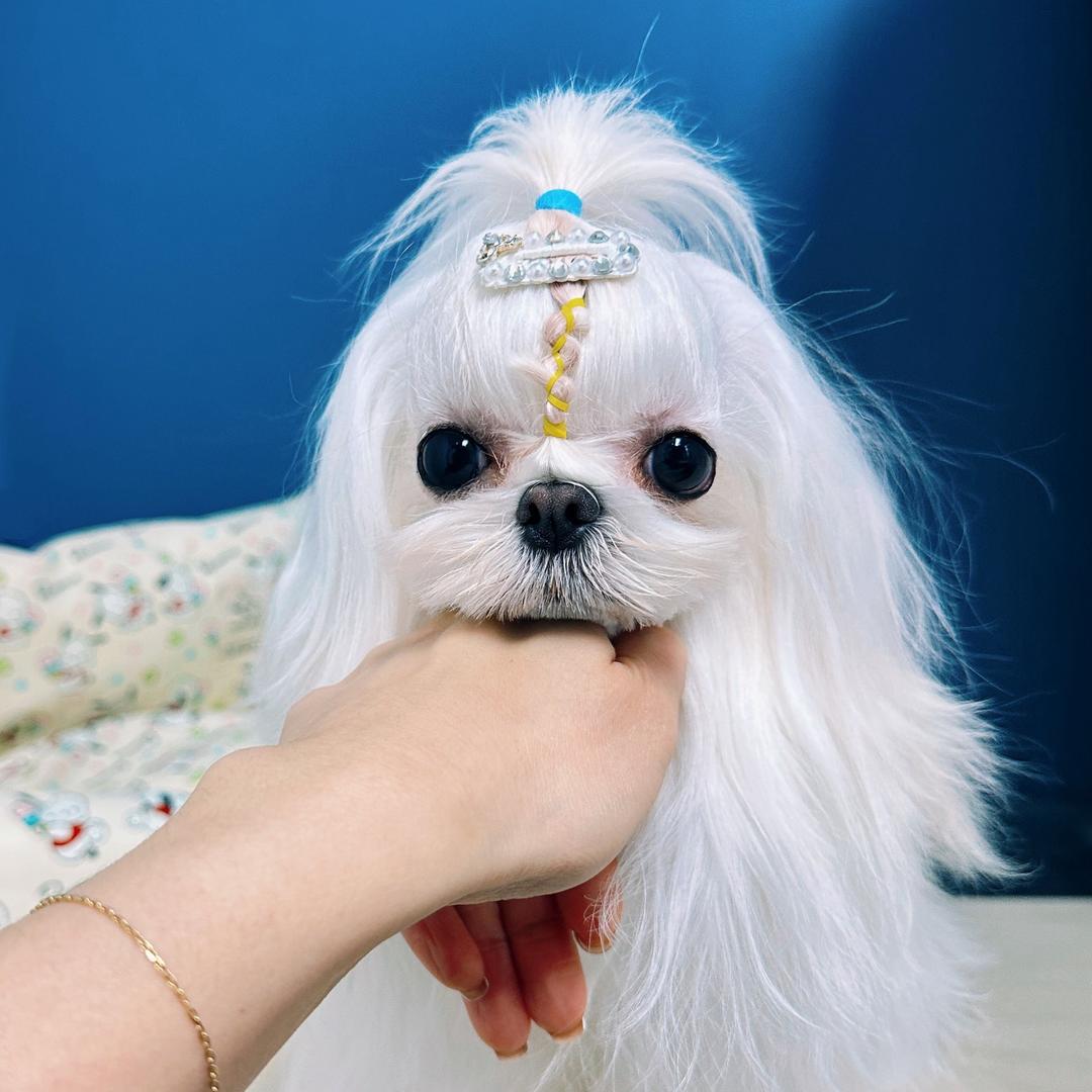 马尔济斯，精品比熊